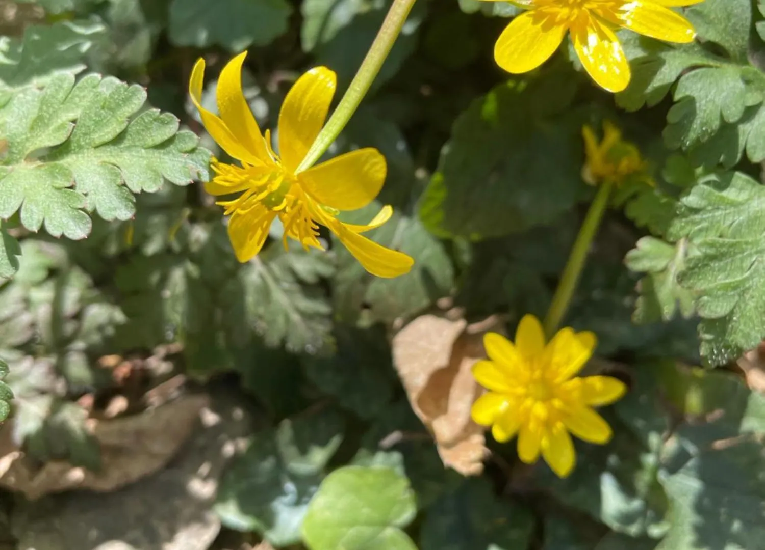 Séjour à la campagne Casa Rural Para Descansar Osor Espagne